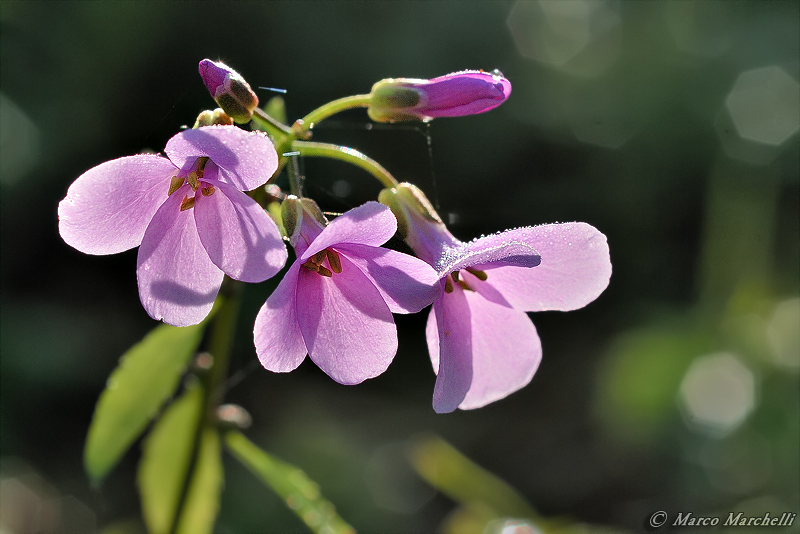 Cardamine bulbifera